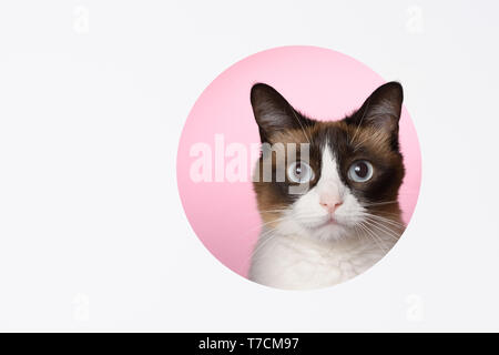 Regardez à l'appareil photo de chat avec une coupure dans le trou fond rose papier côté conception par couches copy space Banque D'Images