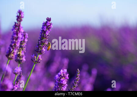 Fleurs de Lavande en fleur dans l'abeille se nourrit de nectar et de pollen. La pollinisation des abeilles du miel sur le terrain des lavandes Provence France. Banque D'Images