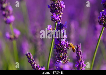 Le nectar et le pollen d'abeille de Lavande fleurs bush Banque D'Images