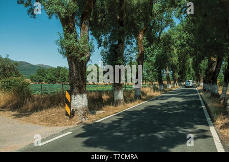 Route de campagne à travers les champs cultivés à l'ombre des arbres près de Castelo de Vide. Belle ville avec château médiéval à la frontière orientale du Portugal. Banque D'Images