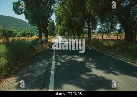 Route de campagne à travers les champs cultivés à l'ombre des arbres près de Castelo de Vide. Belle ville avec château médiéval à la frontière orientale du Portugal. Banque D'Images