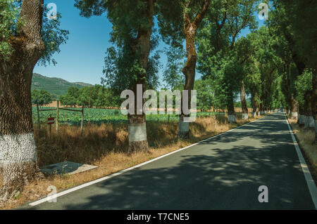 Route de campagne à travers les champs cultivés à l'ombre des arbres près de Castelo de Vide. Belle ville avec château médiéval à la frontière orientale du Portugal. Banque D'Images