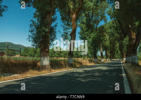 Route de campagne à travers les champs cultivés à l'ombre des arbres près de Castelo de Vide. Belle ville avec château médiéval à la frontière orientale du Portugal. Banque D'Images