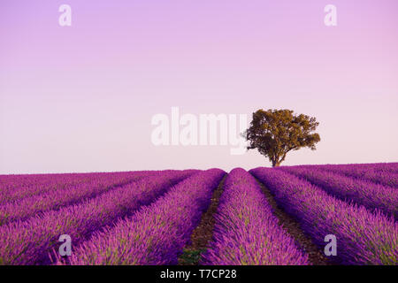 Arbre de chêne solitaire en butinant champ de lavande à Valensole Provence France au lever du soleil Banque D'Images