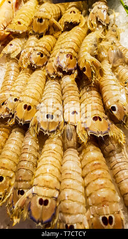 Squilla Mantis mantis (frais) de crevettes sur le marché aux poissons Banque D'Images