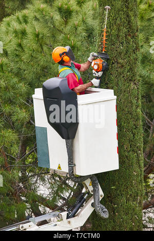 Un élagage travailleur équipé d'une grue sur Cypress. Travaux de jardinage Banque D'Images