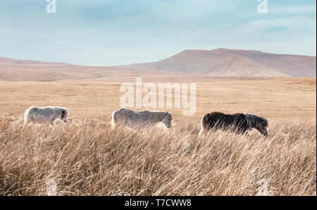 Marche chez les poneys sauvages de pâturage herbes brûlées par le soleil à Brecon Beacons, Pays de Galles, Royaume-Uni Banque D'Images