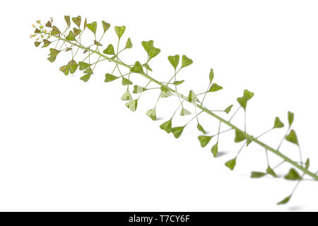 La bourse-à-pasteur (Capsella bursa-pastoris) isolated on white Banque D'Images