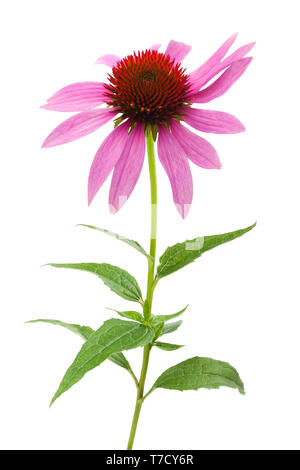 Échinacée (Echinacea) rose isolé sur fond blanc Banque D'Images