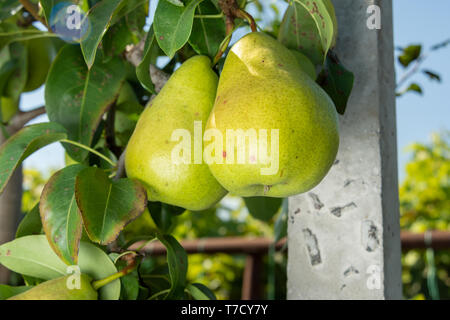 Pear Tree maladie sur les feuilles et l'écorce. concept de protection jardin chimique Banque D'Images