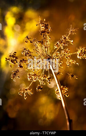 Une tête de graine de persil de vache en automne avec fond bokeh doré. Banque D'Images