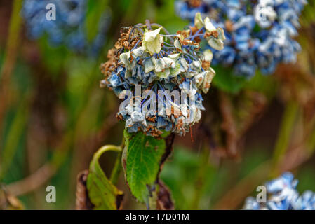 Un hortensia fleur montrant les signes de sécheresse, brunir et retombant. Banque D'Images