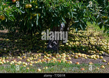 Photo illustrant le gaspillage dans l'arboriculture fruitière moderne, les pommes sur le sol pourri va Banque D'Images