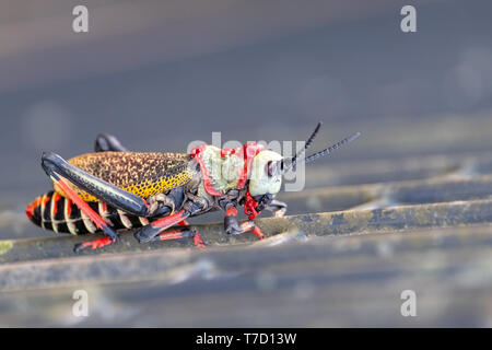 Gaudy / mousse Koppie sauterelle. Sauterelle colorée / locust photographié dans le Blyde River Canyon, Afrique du Sud. Banque D'Images