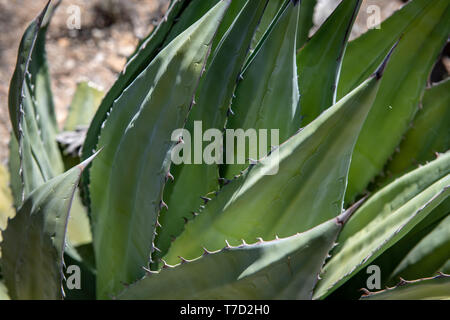 À épine noire (Agave agave macroacantha) croissant à Tucson, Arizona, USA Banque D'Images