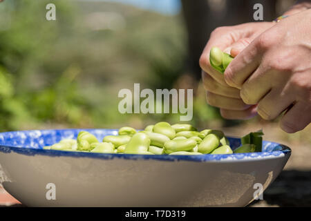 Les mains de gousses d'ouverture fèves fraîches. Fèves fraîchement récoltés. L'alimentation saine. L'agriculture Banque D'Images