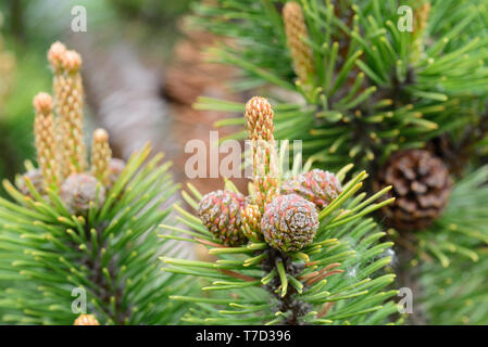Pinus mugo pine, les jeunes pousses et les cônes sur les branches d'arbres macro Banque D'Images