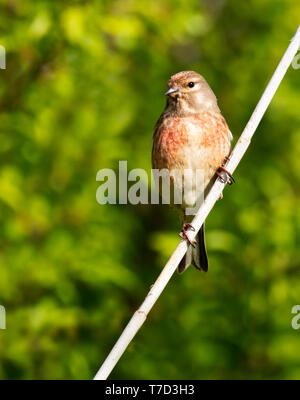 (Linaria cannabina Linnet mâle) perché, Oxfordshire Banque D'Images