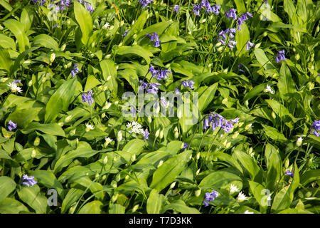 Jacinthes et commune à l'ail sauvage Larmer Tree Gardens, Wiltshire, UK Banque D'Images