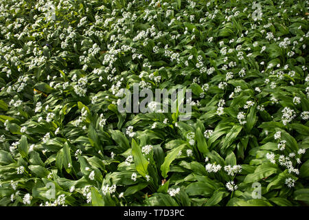 Le printemps l'ail sauvage en pleine floraison, une couverture couvrant woods dans Larmer Tree Gardens, Wiltshire, UK Banque D'Images