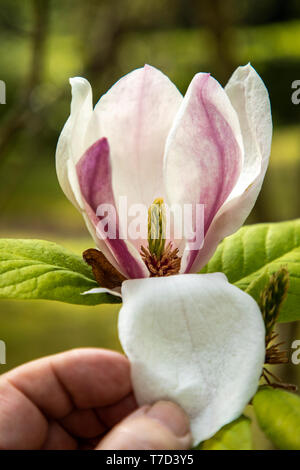 MAGNOLIA SOULANGEANA GROS PLAN SUR LA FLEUR DE L'ARBRE AVEC UN PÉTALE MAINTENU ENFONCÉ POUR MONTRER LES ÉTAMINES ET L'INTÉRIEUR DE LA FLEUR Banque D'Images