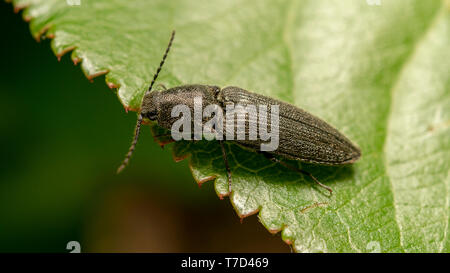 Agriotes (Agriotes) gallicus, sur la feuille verte Banque D'Images