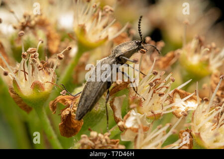 Agriotes (Agriotes) gallicus, sur l'Aronia flower Banque D'Images