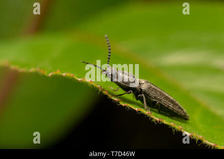 Agriotes (Agriotes) gallicus, sur la feuille verte Banque D'Images