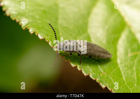 Agriotes (Agriotes) gallicus, sur la feuille verte Banque D'Images