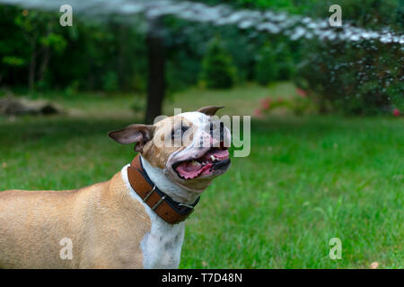 Amstaff joue avec l'eau d'un tuyau de jardin. Chien mops et saute sur le joyeux printemps vert gazon. Banque D'Images