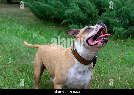 Amstaff joue avec l'eau d'un tuyau de jardin. Chien mops et saute sur le joyeux printemps vert gazon. Banque D'Images