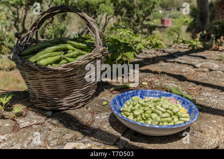 Fèves fraîches. Gousses dans un panier en osier et décortiquées Graines dans une assiette. Fèves fraîchement récolté dans un jardin. L'agriculture Banque D'Images