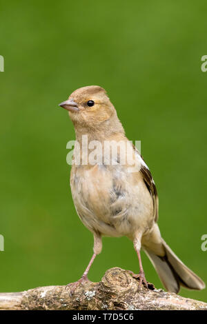 Chaffinch féminin au Pays de Galles au printemps Banque D'Images