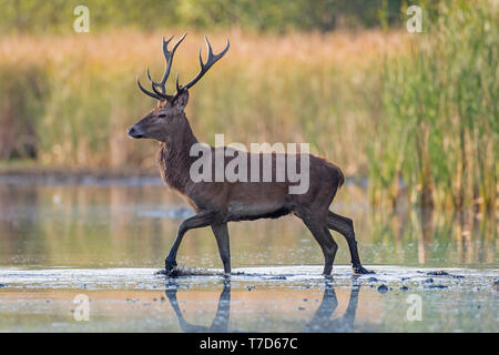 L'red deer (Cervus elaphus) stag traversant les eaux peu profondes du lac / étang / river pendant le rut en automne / fall Banque D'Images