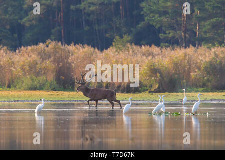 L'red deer (Cervus elaphus) stag et grandes aigrettes (Ardea alba) dans les eaux peu profondes du lac / Rivière / ruisseau en automne / fall Banque D'Images