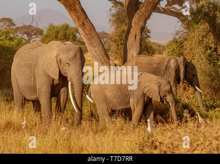 Groupe de trois éléphants africains 'Loxodonta Africana', un avec de longues défenses d'ivoire, sous arbre dans le parc national d'Amboseli, Kenya, Afrique Banque D'Images