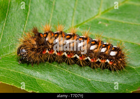 Noeud papillon, Caterpillar, herbe (Acronicta rumicis) Banque D'Images