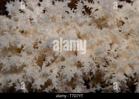 Dent de corail champignon, (Hericium coralloides) Banque D'Images