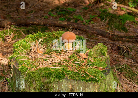 Bay bolet, (Imleria badia) Banque D'Images