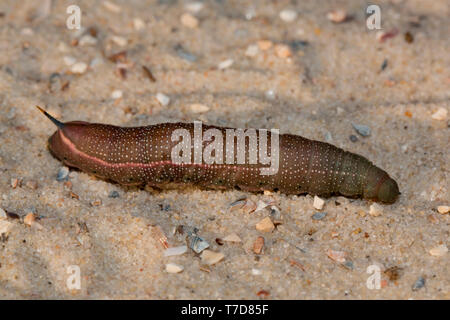 Hummingbird hawk-moth, Caterpillar, (Macroglossum stellatarum) Banque D'Images