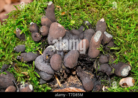 Les doigts de l'homme mort (Xylaria polymorpha), Banque D'Images