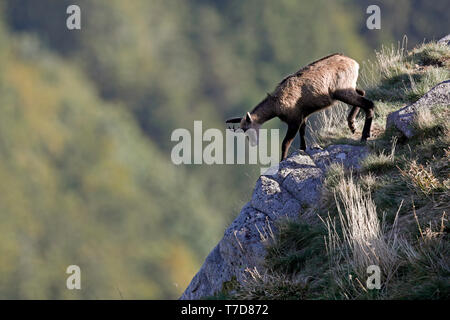 Chamois (Rupicapra rupicapra),, faune, Vosges, France Banque D'Images