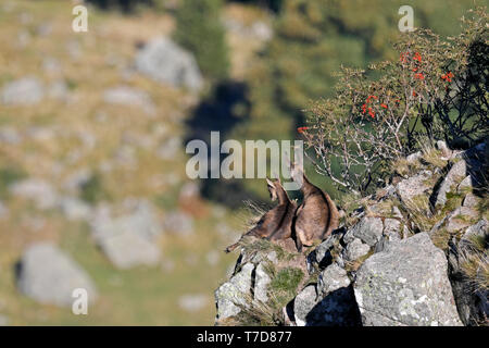 Chamois (Rupicapra rupicapra),, faune, Vosges, France Banque D'Images