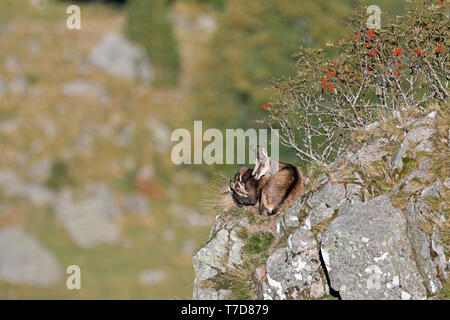 Chamois (Rupicapra rupicapra),, faune, Vosges, France Banque D'Images