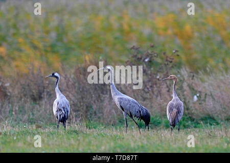 Grue cendrée (Grus grus), faune, Nationalpark Vorpommersche Boddenlandschaft, Mecklenburg-Vorpommern, Allemagne Banque D'Images