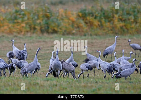 Grue cendrée (Grus grus), faune, Nationalpark Vorpommersche Boddenlandschaft, Mecklenburg-Vorpommern, Allemagne Banque D'Images