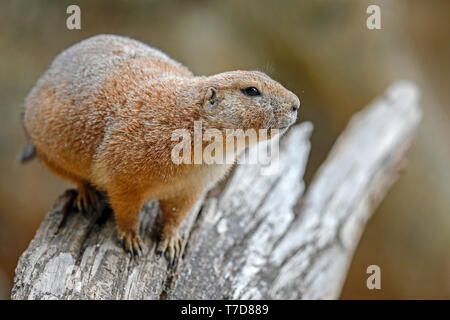 Chien de prairie (Cynomys ludovicianus), captive Banque D'Images