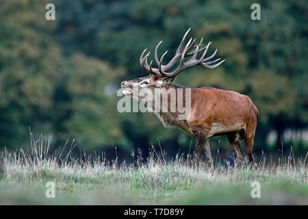 Red Deer (Cervus elaphus), saison du rut, captive Banque D'Images