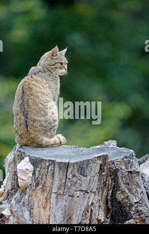 Chat sauvage, commune (Felis silvestris), Banque D'Images