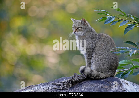 Chat sauvage, commune (Felis silvestris), Banque D'Images